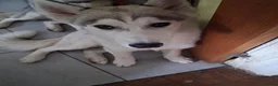 Siberian Husky dogs for sale: Baby boy husky  - Advert 3