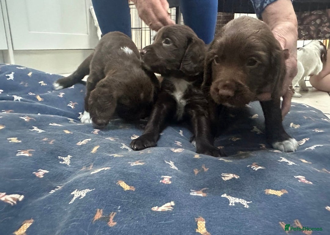 Sprocker dogs for sale: Working Sprocker Spaniels  - Advert 37