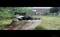 Domestic Shorthair cats for sale: 2 cats for sale! - Image 3