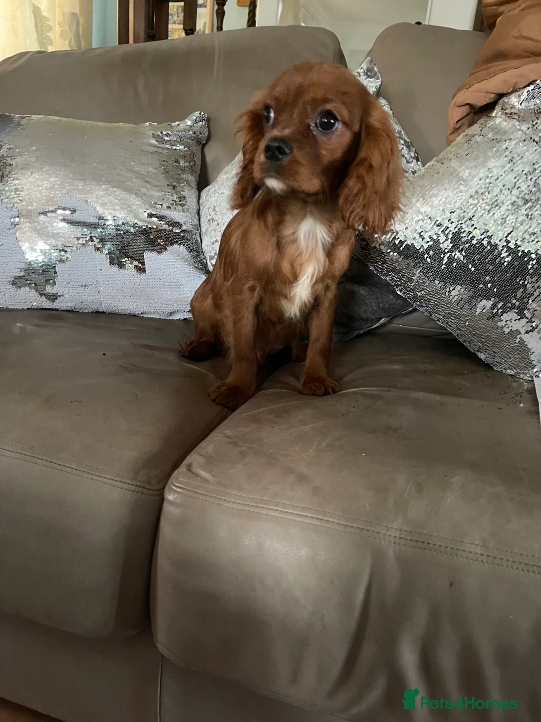 Cavalier King Charles Spaniel dogs for sale: Cavalier Ruby red male KC Registered - Advert 2