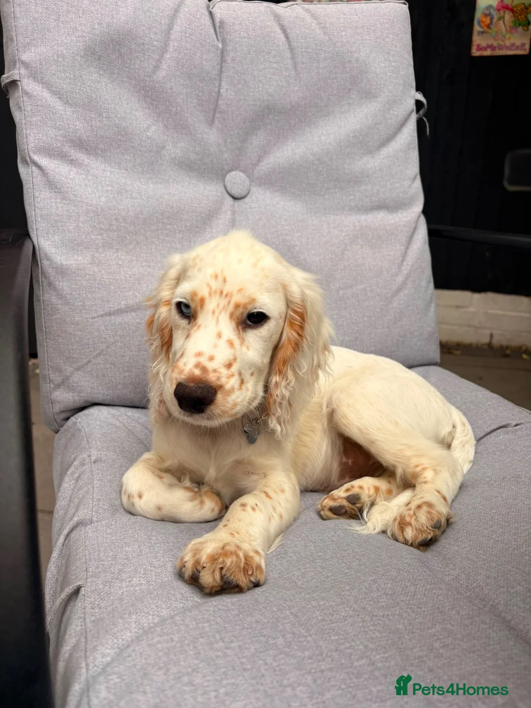 Cocker Spaniel dogs for sale: Cocker spaniel male for sale  - Advert 5