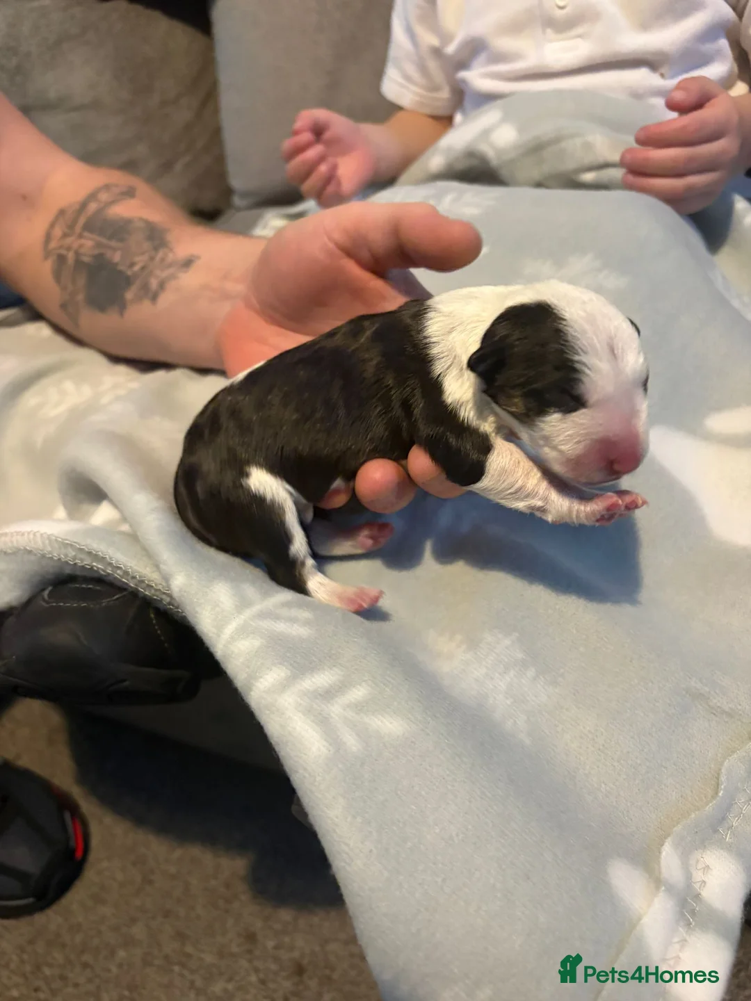 English Bull Terrier dogs for sale: 1x english bull terrier pup kc registered  - Advert 7