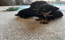 Mixed Breed dogs for sale: Schnockers  - Image 2