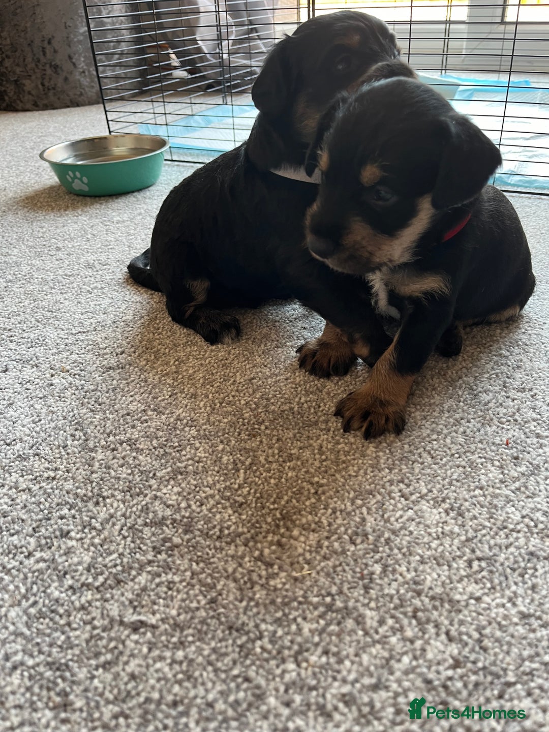 Mixed Breed dogs for sale: Schnockers  - Image 2