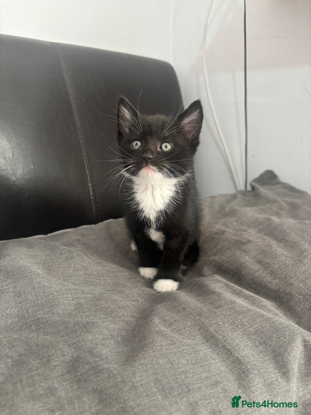 Mixed Breed cats for sale: Adorable 5 Kittens Looking for Forever Homes 🐾 - Image 6
