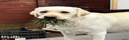 Labrador Retriever dogs for sale: Labrador Retriever Female 2years old - Advert 4