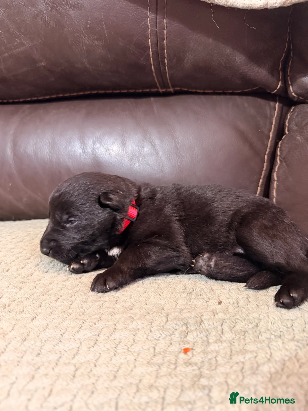 Mixed Breed dogs for sale: German shepherd x border collie (Shollie) - Advert 7