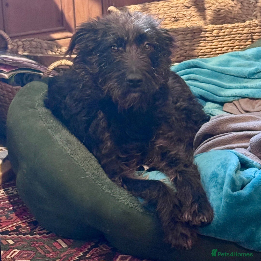 Mixed Breed dogs for adoption: Meet Alfie, currently residing in Cumbria - Advert 3