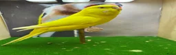 Budgerigars birds for sale: Mixed budgies  - Advert 1