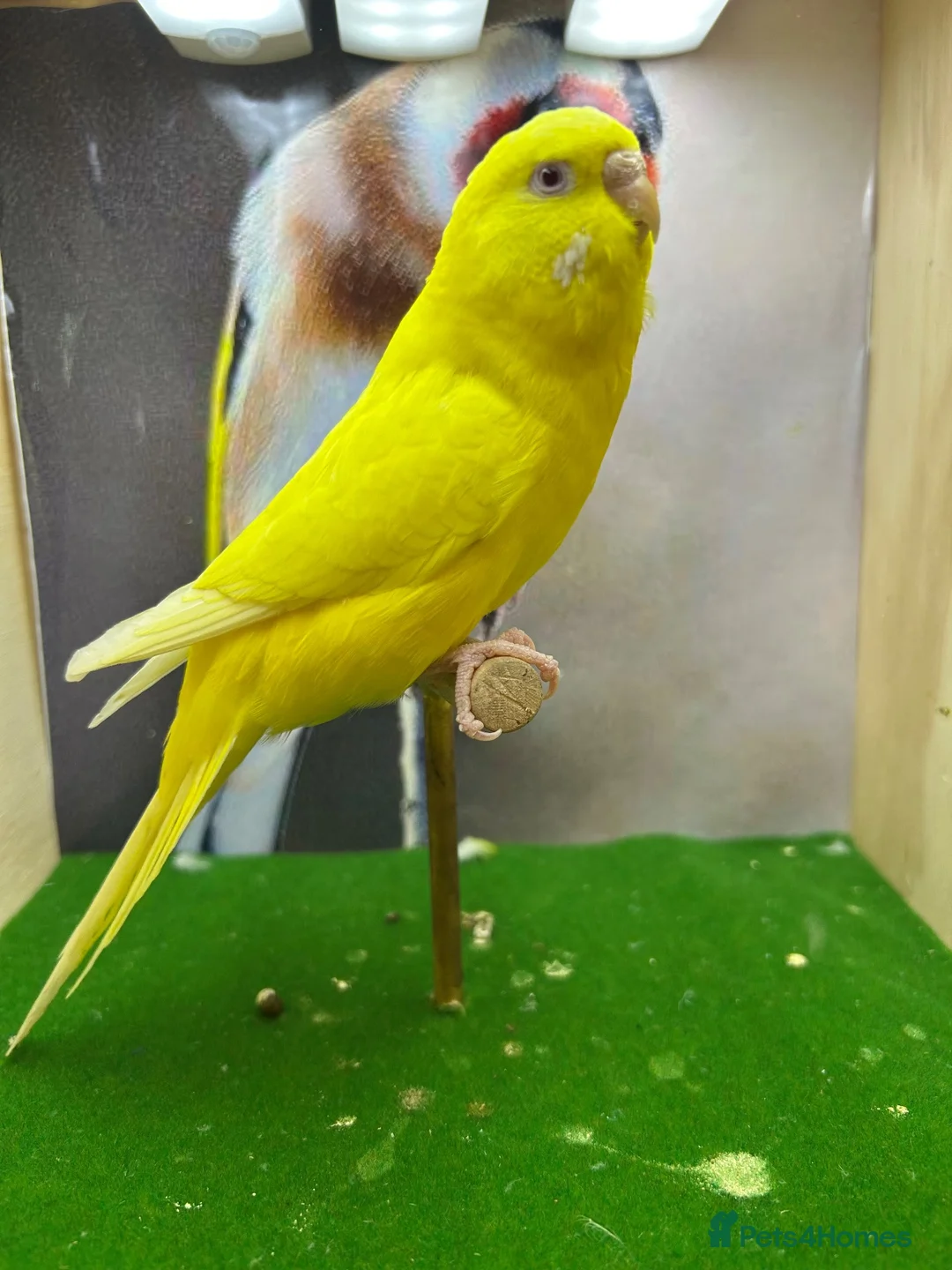 Budgerigars birds for sale: Mixed budgies  - Advert 1