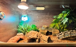 Leopard Gecko reptiles for sale: Leopard gecko with full enclosure  - Advert 8
