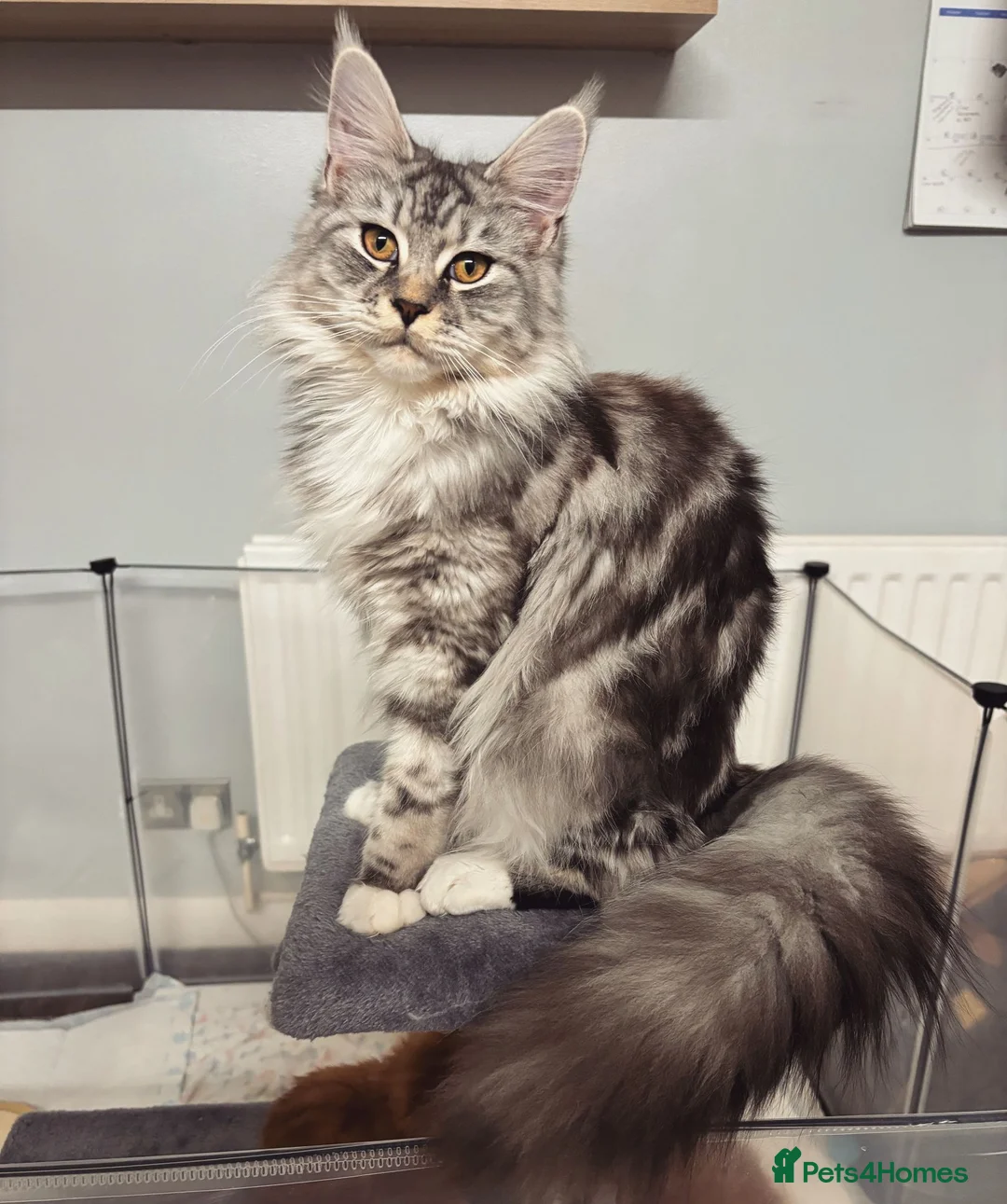 Maine Coon cats for stud: Proven silver and white Maine coon stud  - Advert 4