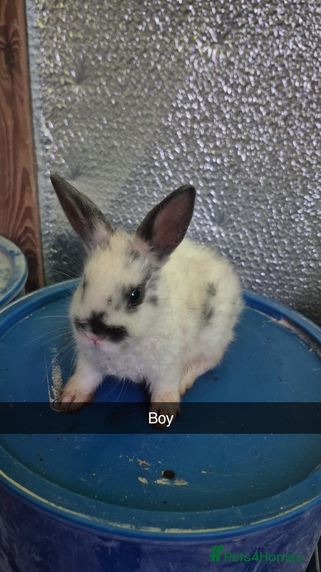Lionhead rabbits for sale: Lionhead Baby bunny rabbits 8 weeks old - Advert 4
