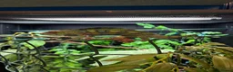 Chameleon reptiles for sale: Ambilobe panther chameleon  - Advert 3