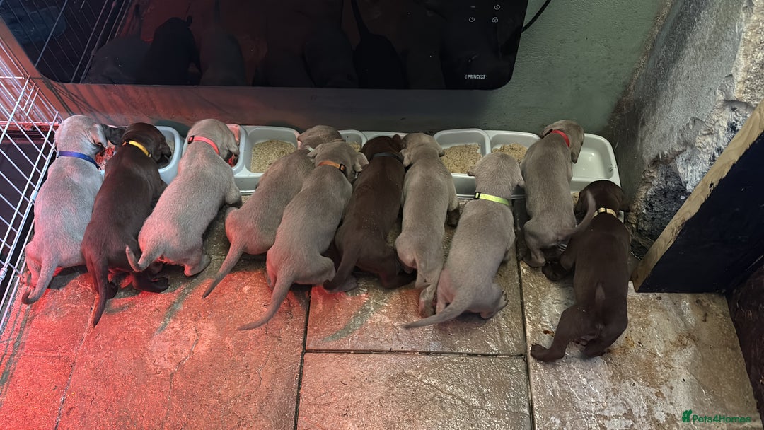 Mixed Breed dogs for sale: Pointer puppies  - Image 8