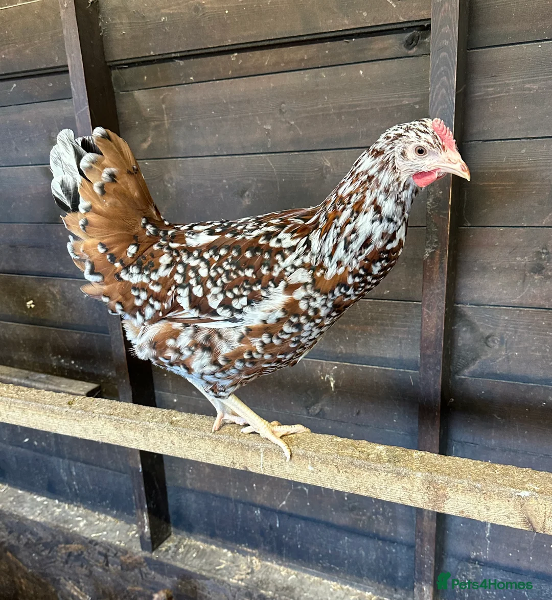 Chickens poultry for sale: Point of lay Hens in a wide range of breeds  - Advert 1