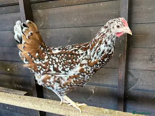 Chickens poultry Point of lay Hens in a wide range of breeds - Advert 2