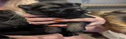 German Shepherd dogs for sale: 3 pups left looking for their next adventure  - Advert 5