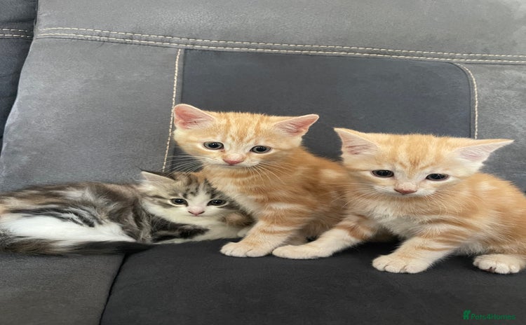 Mixed Breed cats - Advert 16
