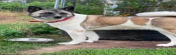 Akita dogs for adoption: Awesome Ada, 5 years old - Advert 7