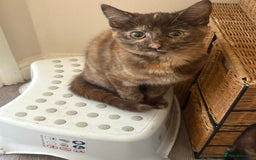 Mixed Breed cats for sale: Beautiful kitten - Image 1