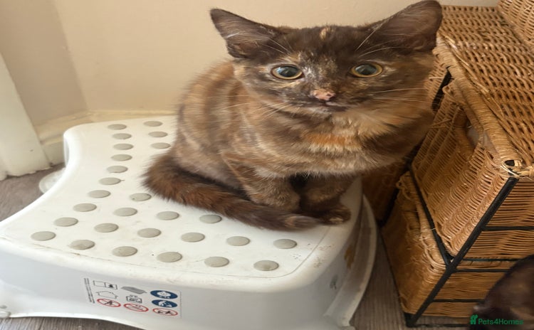 Mixed Breed cats - Advert 9