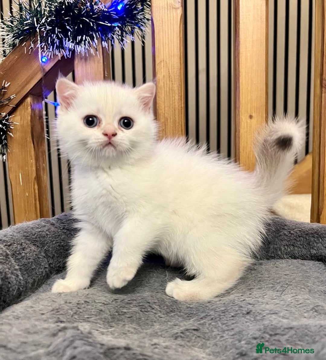 British Shorthair cats for sale: Fully pedigree kittens - Advert 4