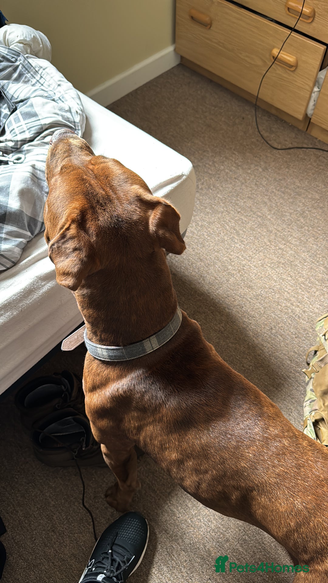 Mixed Breed dogs for sale: Neutered Staffy Cross Male For Rehoming  - Image 8