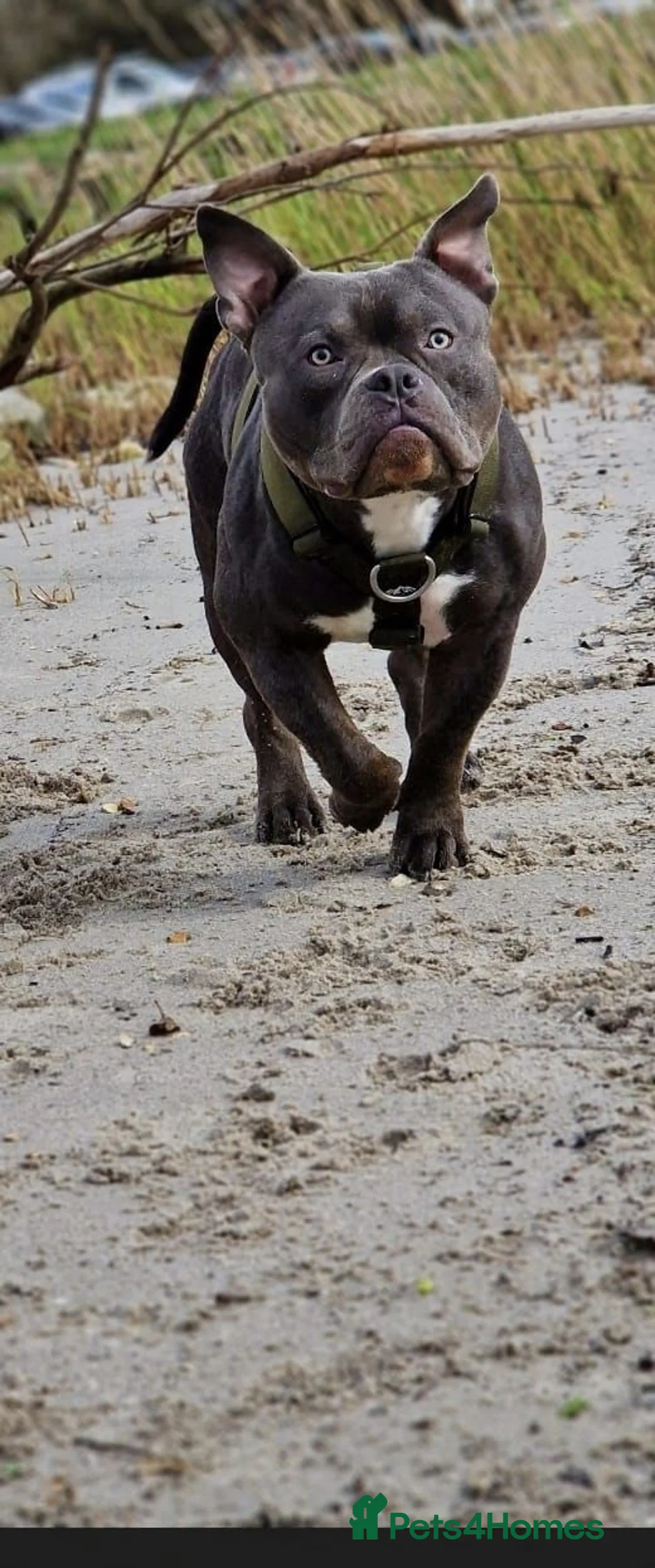 American Bully dogs for sale: Pocket bully - Advert 2