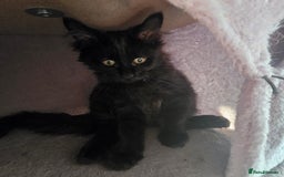 Maine Coon cats for sale: Last gorgeous Maine Coon  - Advert 18