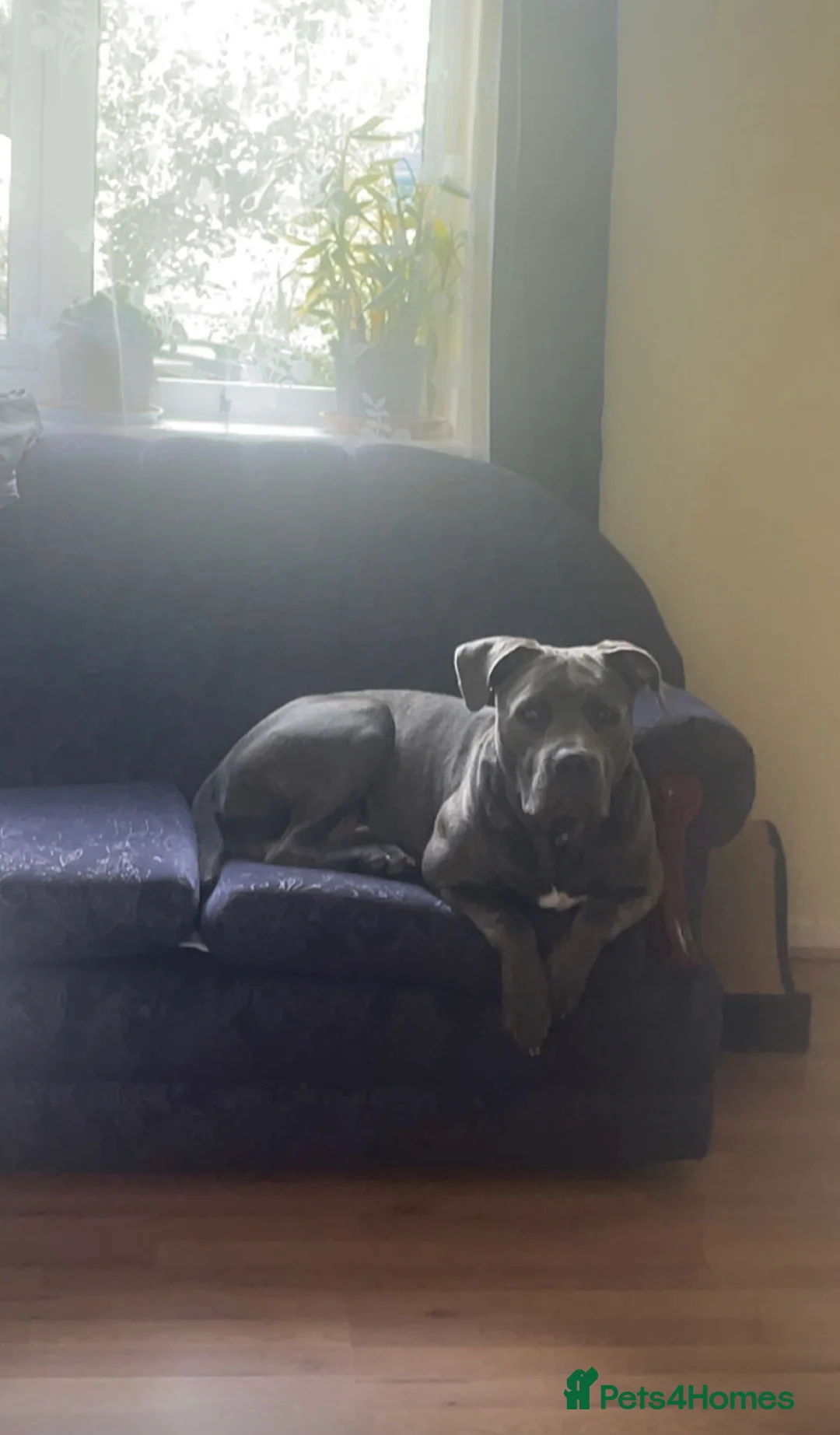 Mixed Breed dogs for stud: Canecorso x American bully  - Advert 3