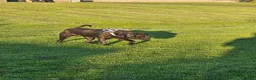 Mixed Breed dogs for sale: This is enzo - Advert 2
