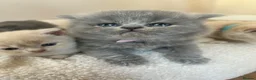 British Shorthair cats for sale: Breathtaking purebred British shorthair kittens - Advert 13