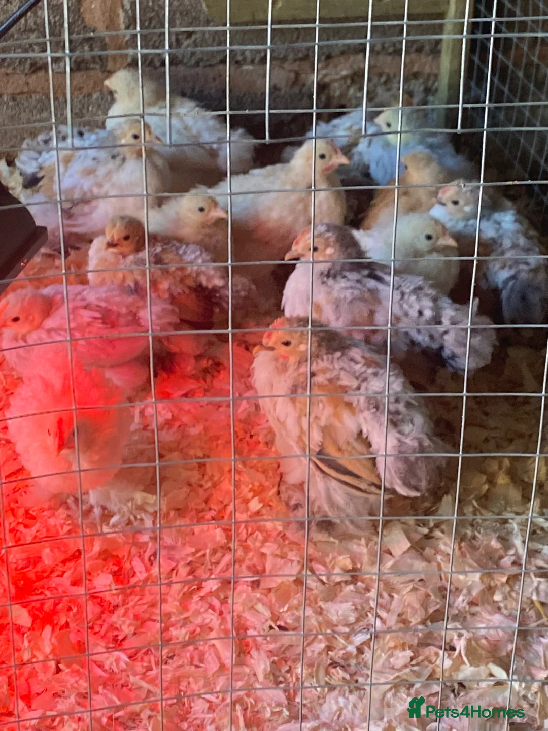 Chickens poultry for sale: Pure breed Peking Bantams for sale - Advert 1