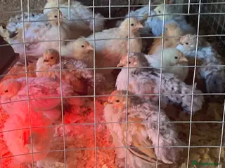 Chickens poultry for sale: Pure breed Peking Bantams ready for sale - Advert 2