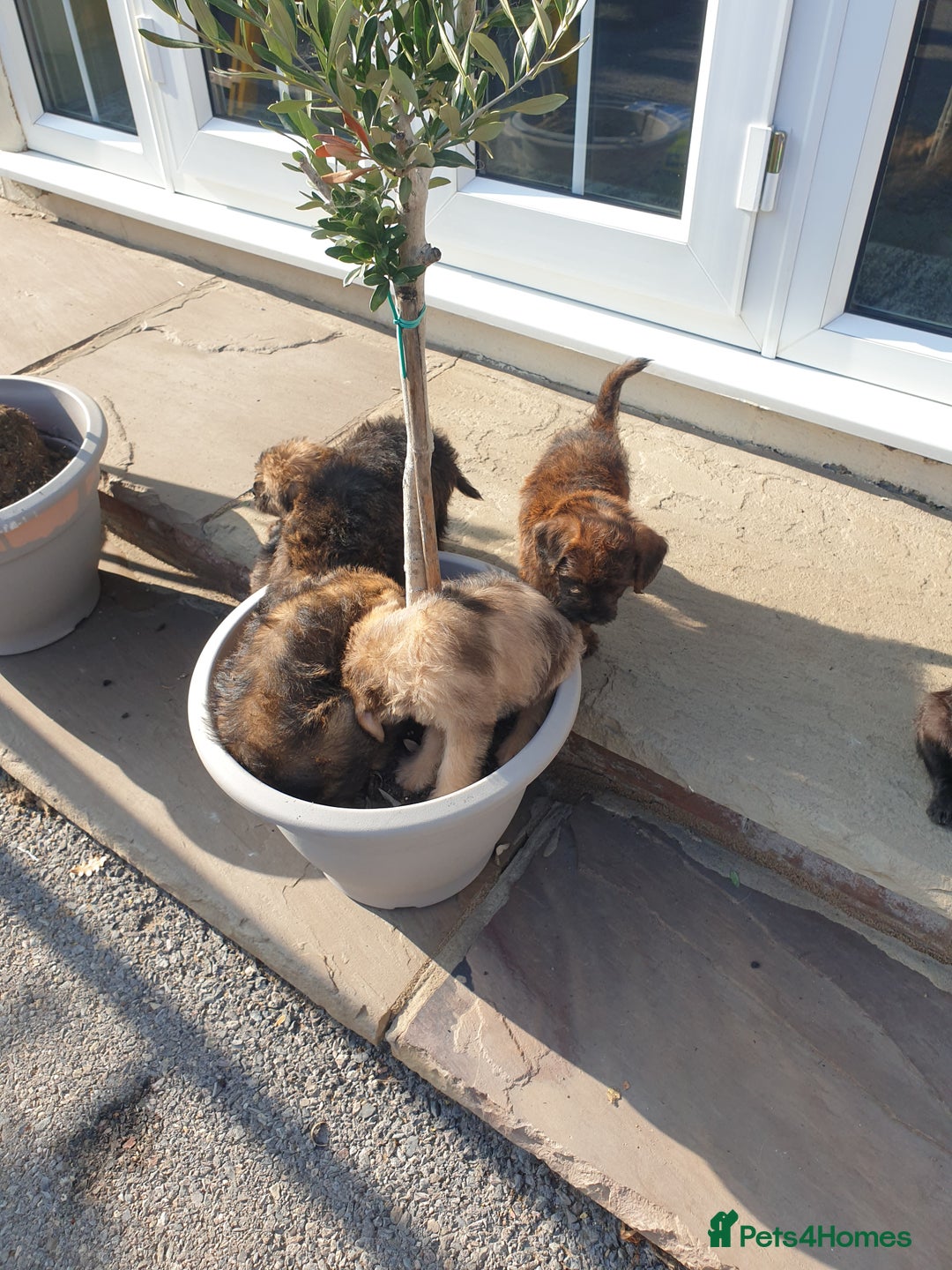 Mixed Breed dogs for sale: Border Terrier x miniature Poodle  - Image 5