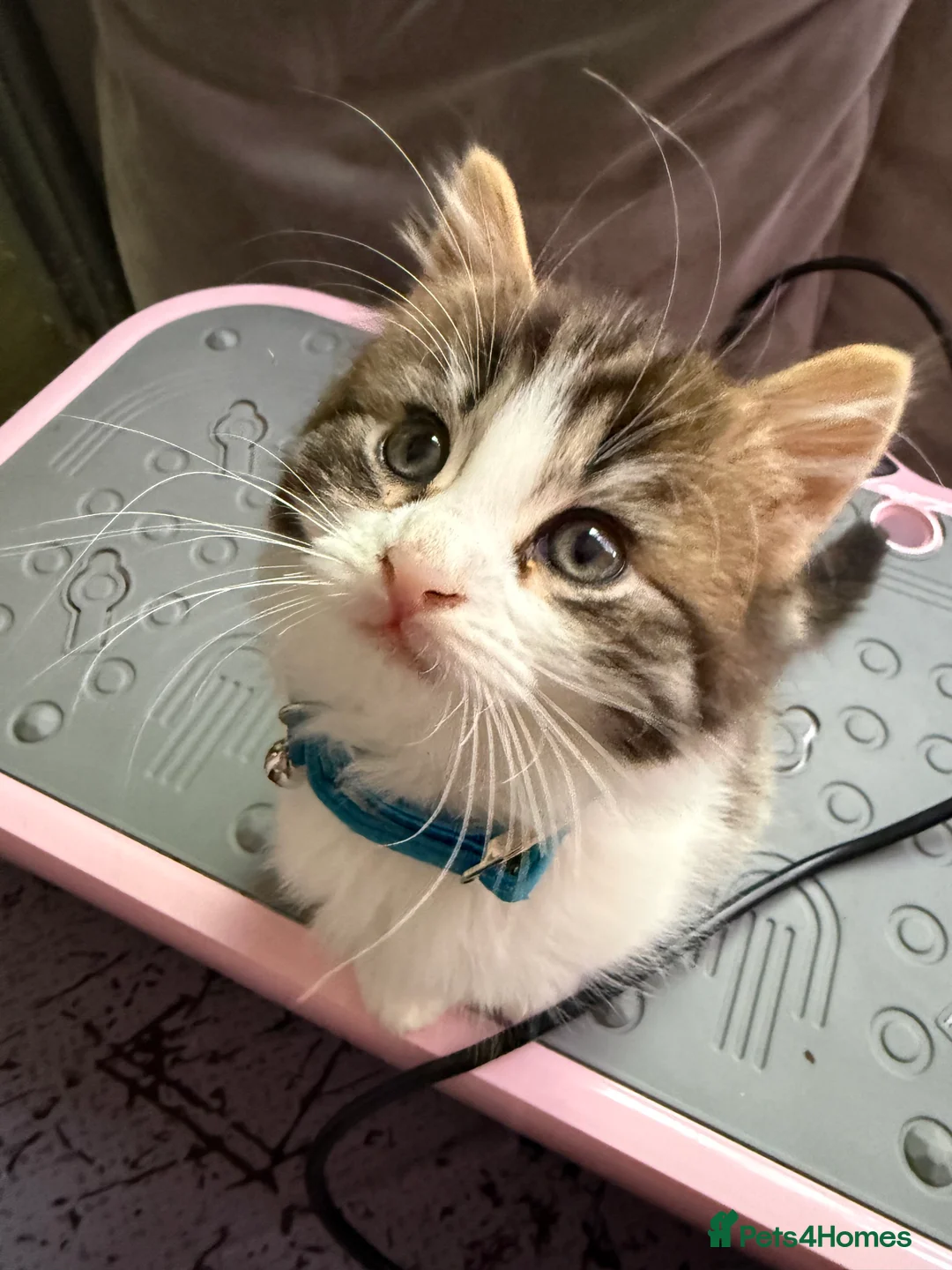 Ragcoon cats for sale: RAGCOONS  - Advert 19