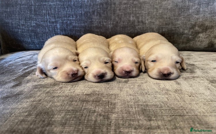 Miniature Dachshund dogs - Advert 14