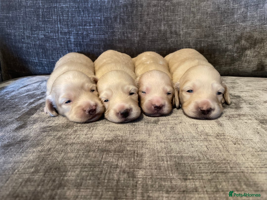 Miniature Dachshund dogs for sale: Long Haired Cream Miniature Dachshund - Image 1