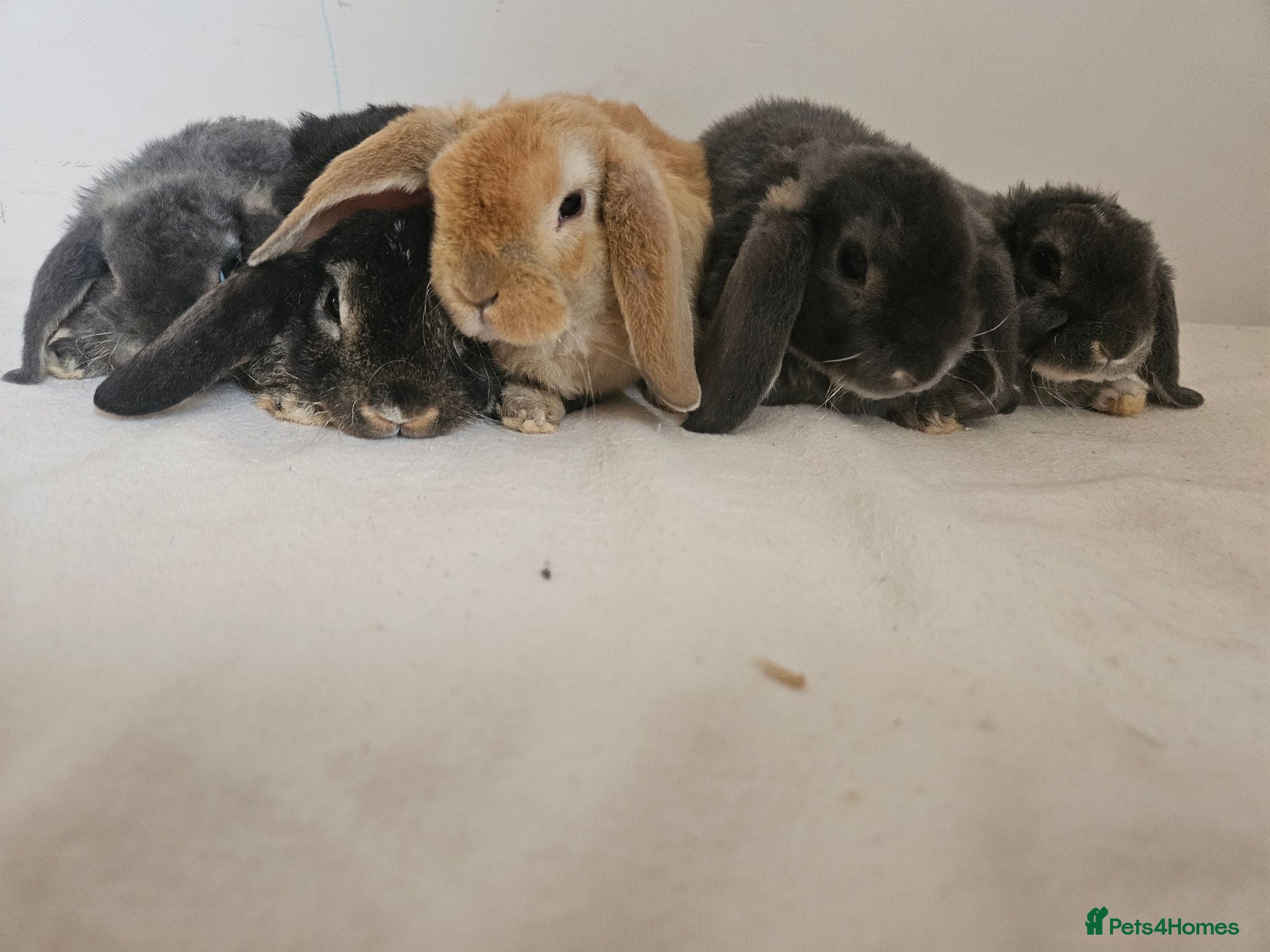 Mini Lop rabbits 5 weeks Pure bred Mini Plush Lops SUFFOLK PLUSH - Advert 2