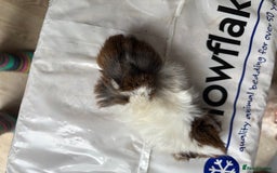 Guinea Pig rodents for sale: 8 week old and 10month old boys and girls - Image 17