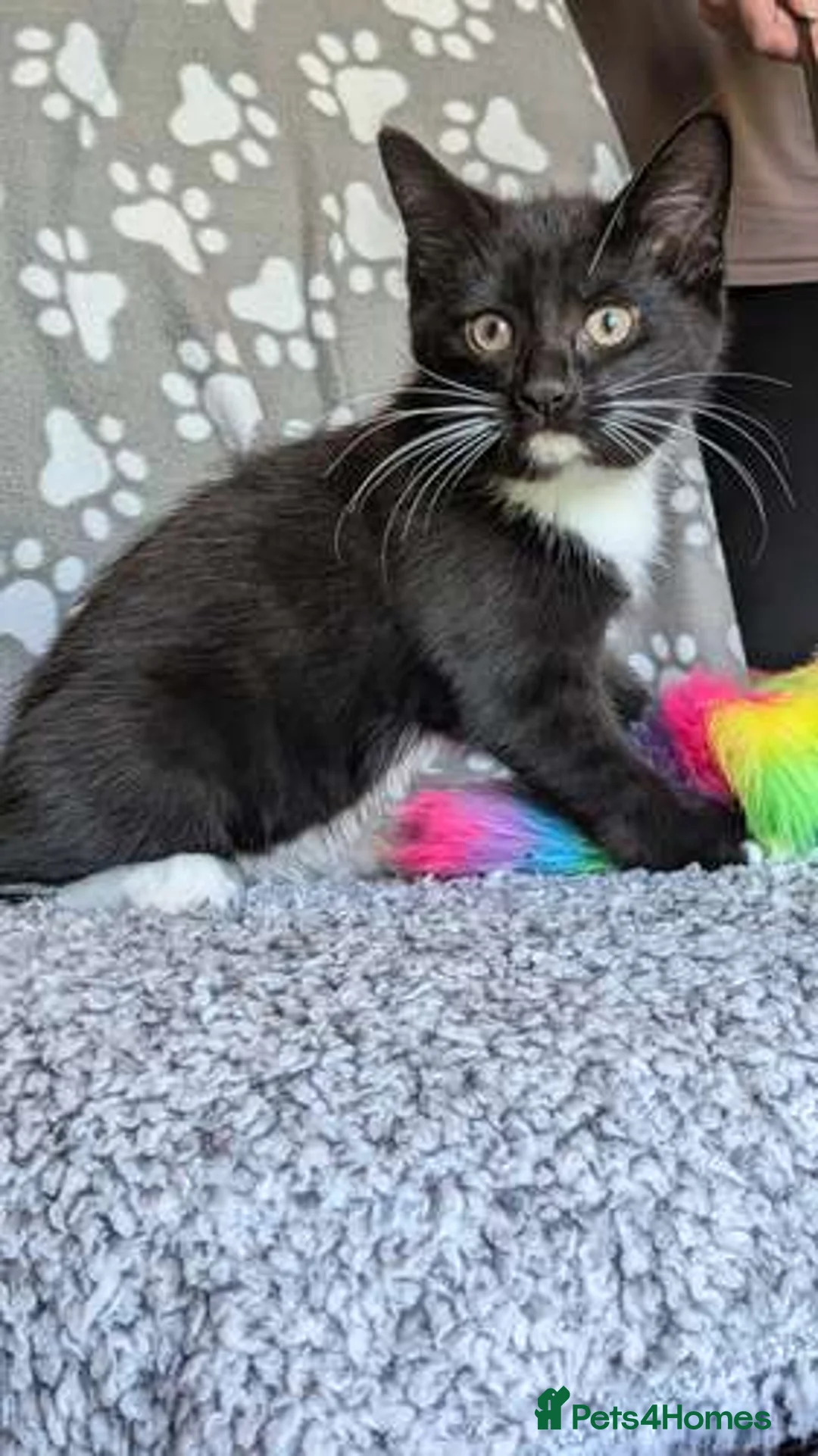 Mixed Breed cats for adoption: Lady Bas RatsAlot (Basmina) - Advert 5