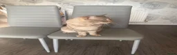 Bengal cats for stud: Bengal cross ragdoll stud. - Advert 2