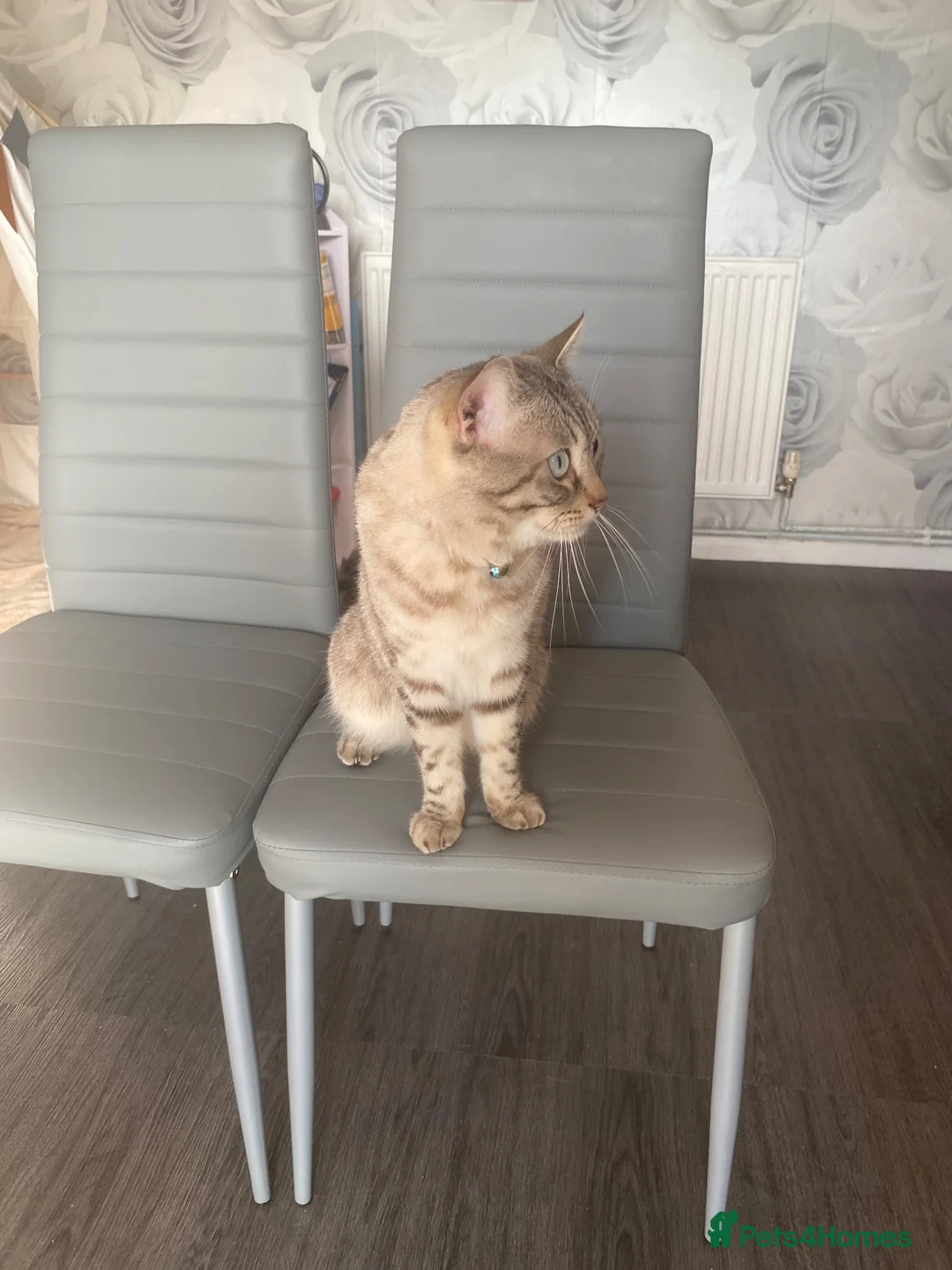 Bengal cats for stud: Bengal cross ragdoll stud. - Advert 2