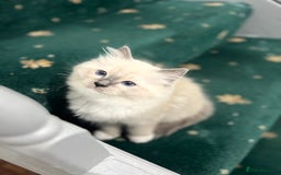 Ragdoll cats for sale: Meet Special joy - Image 17