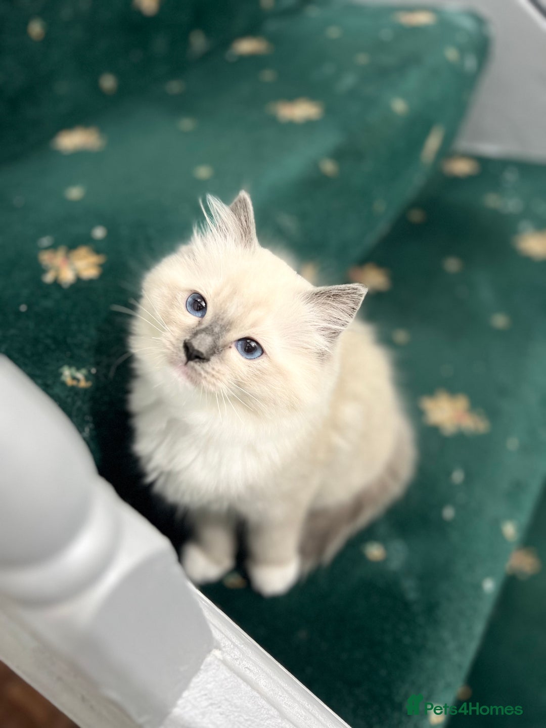 Ragdoll cats for sale: Meet Special joy - Image 17