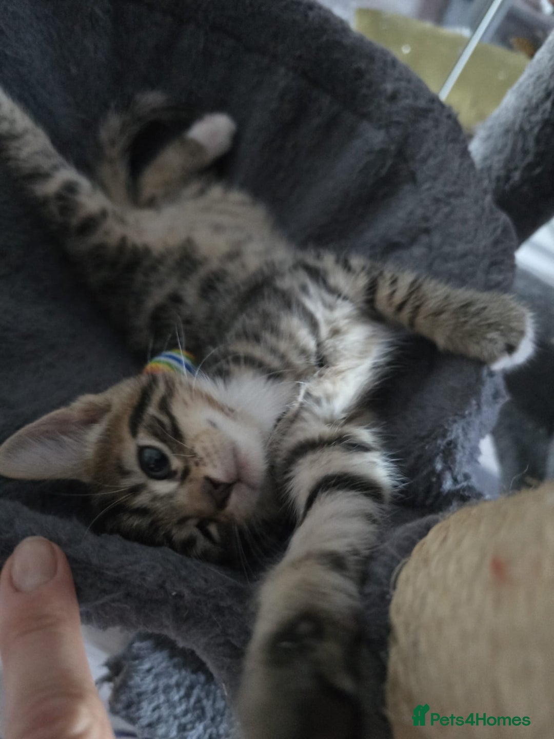 Domestic Shorthair cats for sale: 🐾Playful Kittens -Tabby or black/white🐾 - Image 6