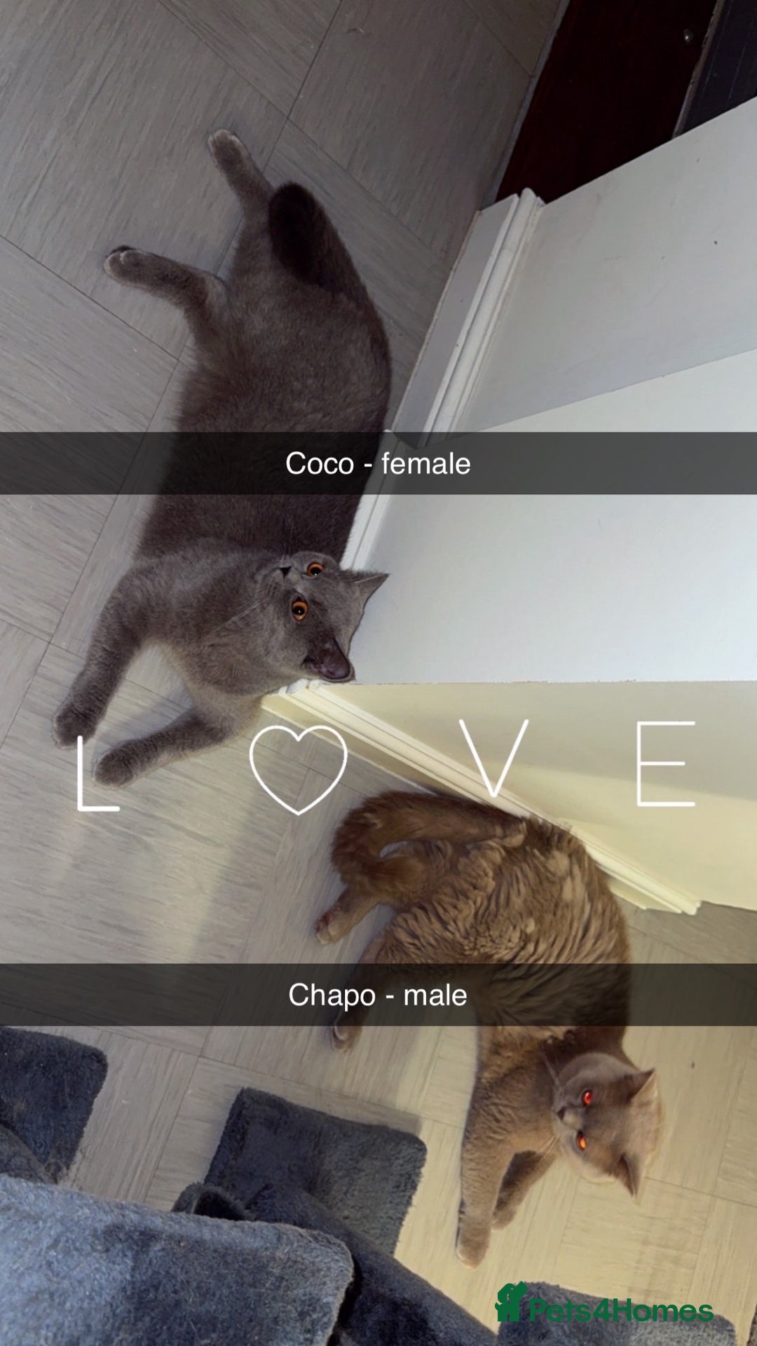 British Shorthair cats for sale: British shorthair Cats  - Advert 9