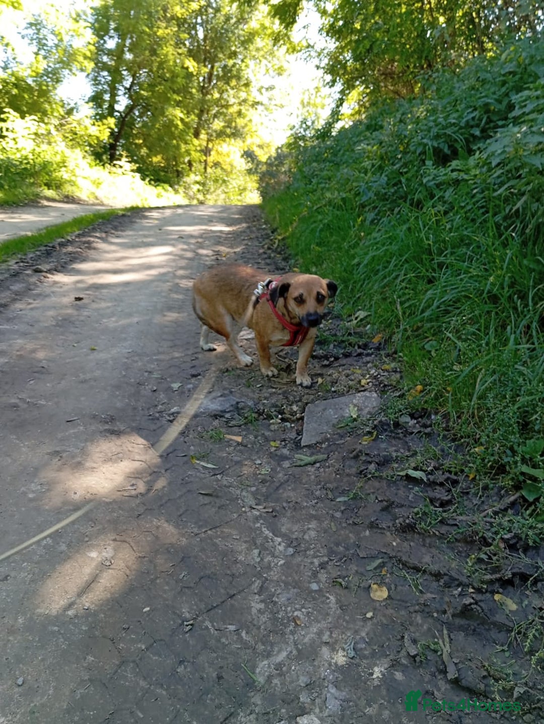 Mixed Breed dogs for adoption: 💖🐶 BONNY 🐶💖 - Image 6