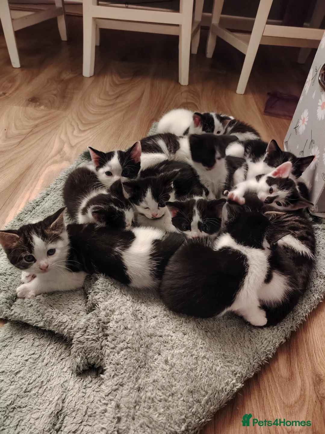 Mixed Breed cats for sale: Kittens from 2 litters born days apart - Advert 1